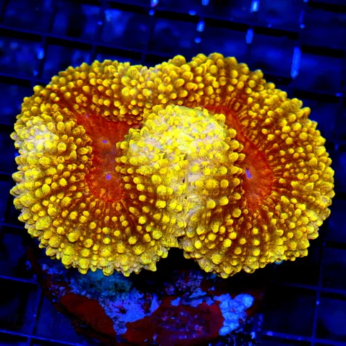 WYSIWYG 5X4 SUPER ULTRA COLORED SHOWPIECE MULTICOLORED ORANGE CARPET LOBOPHYLLIA-AWESOME COLOR!! live coral for sale - Extreme Corals