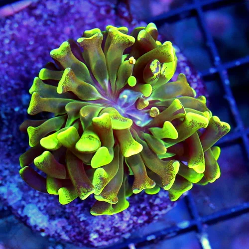 WYSIWYG EXTREME CORALS MINI COLONY AUSSIE MULTICOLORED GREEN BRANCHING HAMMER live coral for sale - Extreme Corals
