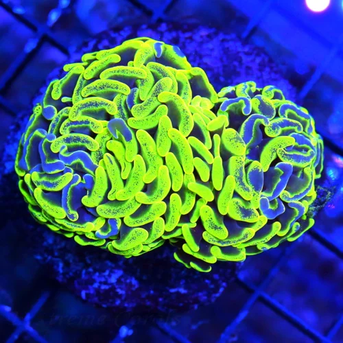 WYSIWYG EXTREME CORALS MINI COLONY ULTRA YELLOW BLUE SPLASHED BRANCHING HAMMER-AWESOME COLOR live coral for sale - Extreme Corals