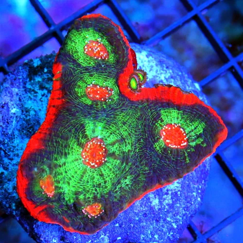WYSIWYG EXTREME CORALS MINI COLONY SUPER RED RIMMED RED EYED COLLECTOR PIECE ECHINOPHYLLIA CHALICE live coral for sale - Extreme Corals