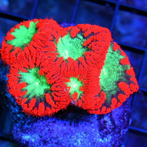 WYSIWYG EXTREME CORALS MINI COLONY SUPER RED GREEN EYED AUSSIE BLASTOMUSSA-AWESOME live coral for sale - Extreme Corals