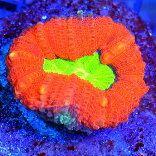 WYSIWYG EXTREME CORALS MINI COLONY SUPER ULTRA PREDATOR BLOOD CENTERED NEON ORANGE LOBOPHYLLIA live coral for sale - Extreme Corals