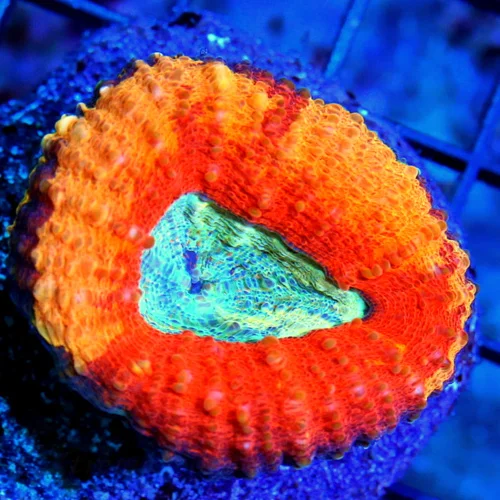 WYSIWYG EXTREME CORALS MINI COLONY SUPER RARE BLUE EYED MULTICOLORED RED AND ORANGE ULTRA LOBOPHYLLIA live coral for sale - Extreme Corals