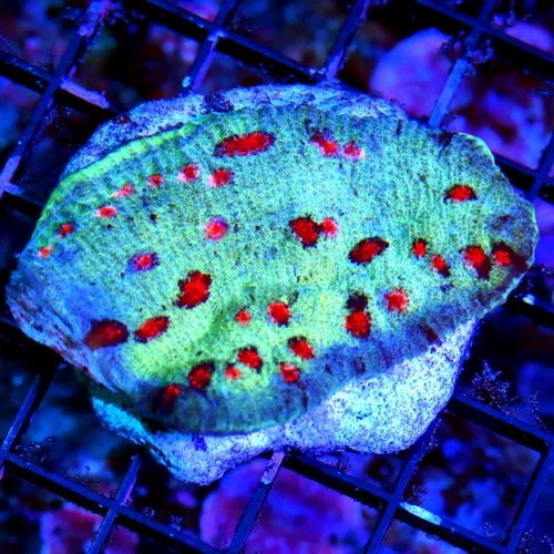 WYSIWYG EXTREME CORALS MINI COLONY SUPER RARE RED EYED DEVIL SUPER BLUE ECHINOPHYLLIA CHALICE live coral for sale - Extreme Corals