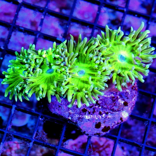 WYSIWYG EXTREME CORALS MINI COLONY ULTRA GREEN AUSSIE DUNCANSAMNIA-GREAT SIZE live coral for sale - Extreme Corals