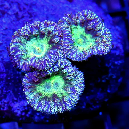 WYSIWYG EXTREME CORALS MINI COLONY SUPER DUPER PURPLE MINT GREEN AUSSIE BLASTOMUSSA live coral for sale - Extreme Corals