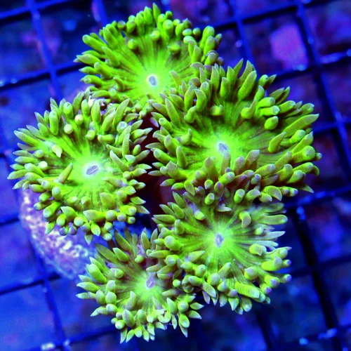 WYSIWYG EXTREME CORALS MINI COLONY ULTRA GREEN AUSSIE DUNCANSAMNIA-GREAT SIZE live coral for sale - Extreme Corals