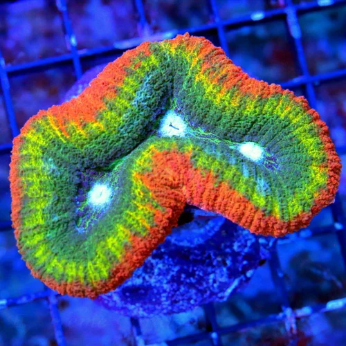 WYSIWYG EXTREME CORALS MINI COLONY OUTRAGEOUS 4 COLORED ULTRA ULTRA COLORED LOBOPHYLLIA-INCREDIBLE live coral for sale - Extreme Corals