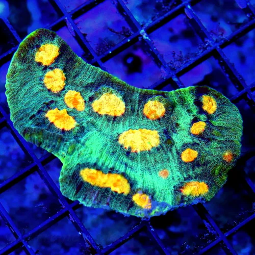WYSIWYG EXTREME CORALS MINI COLONY GLOWING NEON ORANGE EYED ULTRA COLORED COLLECTOR ECHINOPHYLLIA CHALICE live coral for sale - Extreme Corals