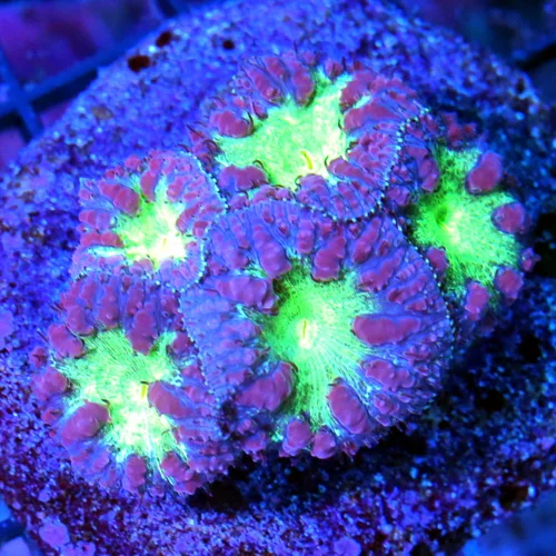 WYSIWYG EXTREME CORALS MINI COLONY SUPER PURPLE MINT GREEN ALIEN EYED ULTRA COLORED BLASTOMUSSA live coral for sale - Extreme Corals