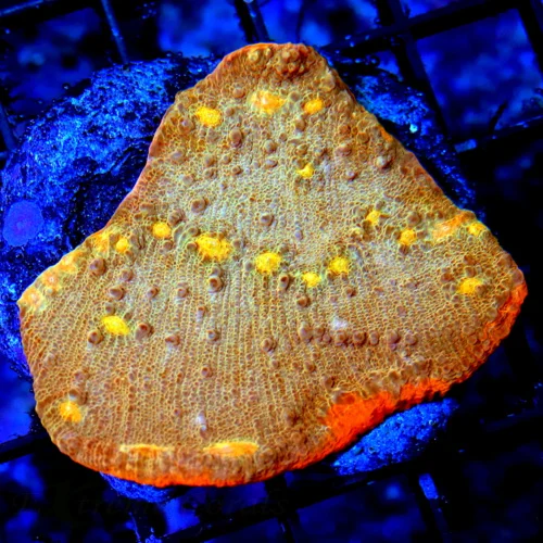 WYSIWYG 4.5X4.5 VERY VERY RARE "BLUEBERRY DUNCANSAMNIA" I ONLY GET A FEW OF THESE A YEAR live coral for sale - Extreme Corals