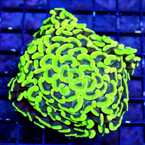 WYSIWYG 4x4 SUPER LIME GREEN BRANCHING HAMMER-THIS IS A VERY BRIGHT COLORED HAMMER live coral for sale - Extreme Corals