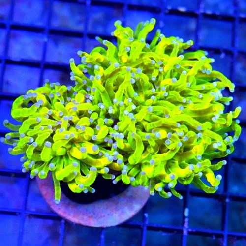 WYSIWYG 5X4 DOUBLE HEADED ULTIMATE COLLECTORS SCOTT'S HANDPICKED ULTRA COLOR KALAMANTINE HOLY GRAIL TORCH live coral for sale - Extreme Corals
