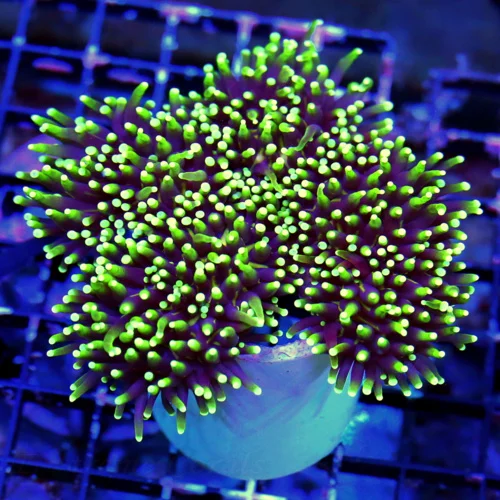 WYSIWYG 5.5x5.5 XL SUPER SUPER NEON PURPLE YELLOW-LIME GREEN TIPPED"GASLIGHT" ULTRA COLORED XL INDO SHOW TOR live coral for sale - Extreme Corals