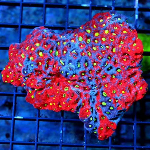 WYSIWYG 5X5 THE VERY NICEST WAR CORAL FAVITES I HAVE SEEN IN MONTHS COLOR IS FABULOUS!! live coral for sale - Extreme Corals