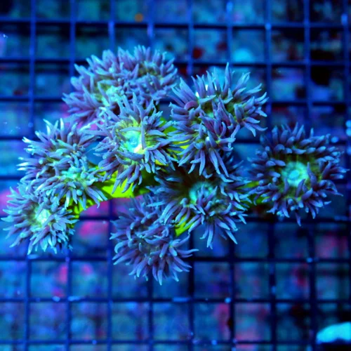 WYSIWYG 4X4 DUNCANSAMNIA-SUPER BLUE TENTACLED NEON GREEN STEMMED ULTRA COLORED DUNCANSAMNIA live coral for sale - Extreme Corals