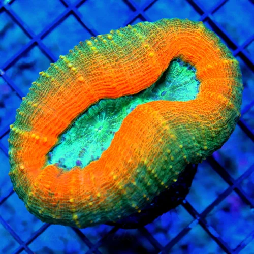 WYSIWYG 3.5" SUPER BLUE EYED ORANGE RINGED GREEN AUSSIE MINI COLONY LOBOPHYLLIA live coral for sale - Extreme Corals