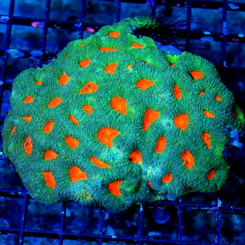 WYSIWYG 5X4.5 OUT OF THIS WORLD NEON NEON ORANGE EYED ULTRA COLORED NEON SEAFOAM BLUE ACAN ECHINATA live coral for sale - Extreme Corals