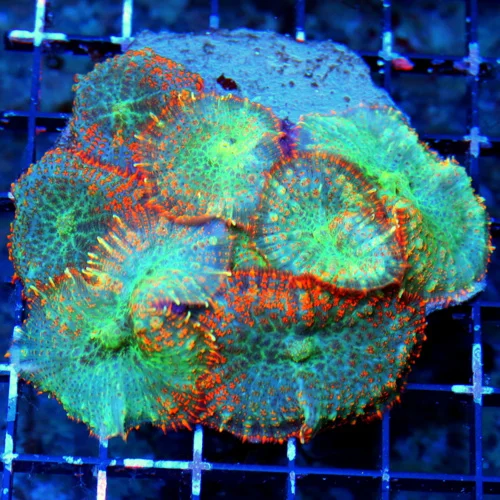 WYSIWYG 4X4 RHODACTIS MUSHROOM-SUPER MULTICOLORED ORANGE FULLY COVERED RHODACTIS MUSHROOM live coral for sale - Extreme Corals