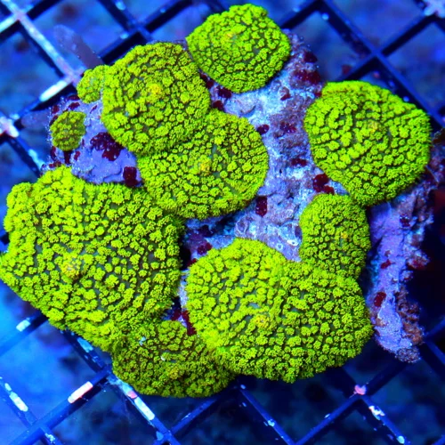 WYSIWYG 4.5x4 RHODACTIS MUSHROOM-SUPER NEON GREEN XL FULLY COVERED RHODACTIS MUSHROOM COLONY live coral for sale - Extreme Corals