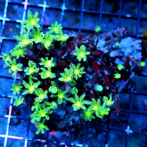 WYSIWYG 5X4 SUPER GLOWING LIME GREEN YELLOW EYED ULTRA ULTRA COLORED INDO CLOVE POLYPS live coral for sale - Extreme Corals