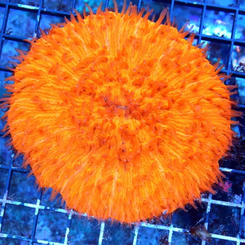 WYSIWYG 5X5 XL ULTRA FLAMETIP SUPER MELTING POT NEON ULTRA ORANGE PLATE CORAL live coral for sale - Extreme Corals