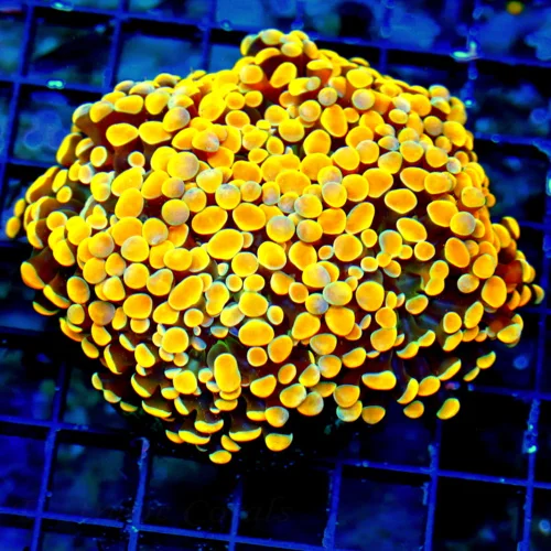 WYSIWYG 5x5 BRANCHING HAMMER-COLLECTOR ITEM COLOR-ABSOLUTELY INSANE GLOWING HOME DEPOT ORANGE HAMMER live coral for sale - Extreme Corals