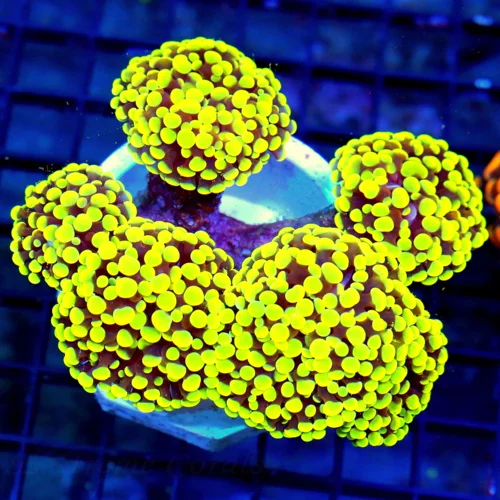 WYSIWYG 5X5 THIS IS OUTRAGEOUS EXTREMELY RARE BRANCHING HAMMER-FROGSPAWN MORPH "YELLOW FRAMMER" COLLECTORS live coral for sale - Extreme Corals