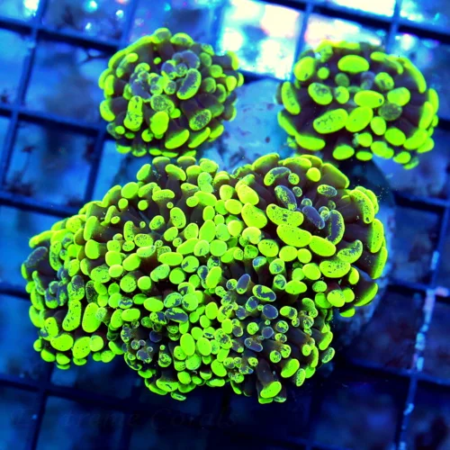 WYSIWYG 5.5X5.5 ULTRA ULTRA LEMON LIME GREEN AND BLUE SPLASHED XL INDO FAT TIP BRANCHING HAMMER-AWES live coral for sale - Extreme Corals