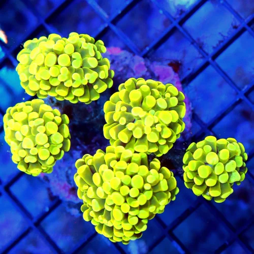 WYSIWYG 5.5X4 THIS IS OUTRAGEOUS EXTREMELY RARE BRANCHING HAMMER-FROGSPAWN MORPH "YELLOW FRAMMER" COLLECTORS live coral for sale - Extreme Corals