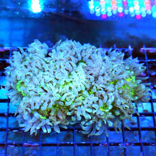 WYSIWYG 8X7 LARGE OUT OF THIS UNIVERSE "BLUR TENTACLED NEON LIME GREEN CENTERED ULTRA GRADE ULTRA ELEGANCE live coral for sale - Extreme Corals