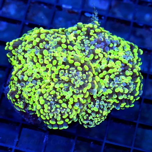 WYSIWYG 5.5X5.5 ULTRA ULTRA LEMON LIME GREEN AND BLUE SPLASHED XL INDO FAT TIP BRANCHING HAMMER-AWESOME! live coral for sale - Extreme Corals