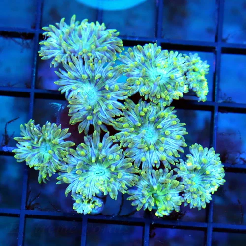 WYSIWYG VERY VERY RARE "BLUEBERRY DUNCANSAMNIA" I ONLY GET A FEW OF THESE A YEAR live coral for sale - Extreme Corals