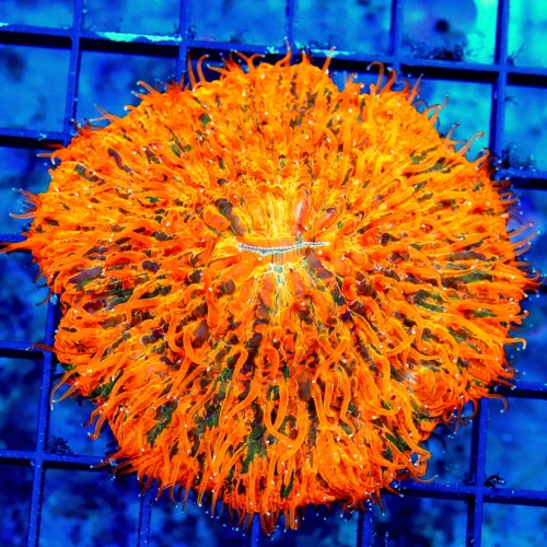 WYSIWYG 4X4 XL HANDPICKED BY SCOTT SUPER SUPER ORANGE PAINTED COLLECTORS ITEM PLATE CORAL-INCREDIBLE live coral for sale - Extreme Corals