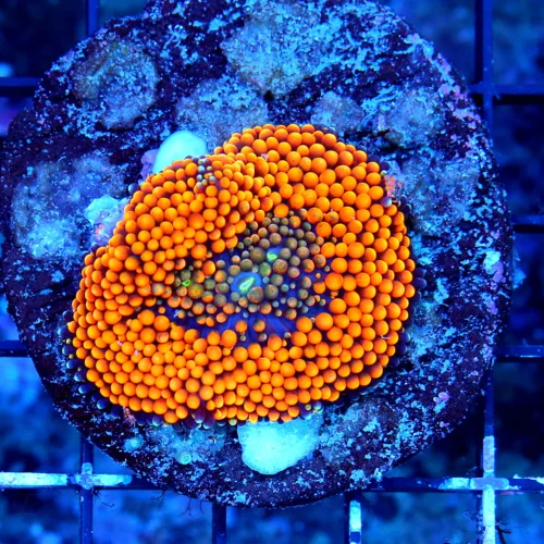 WYSIWYG EXTREME CORALS MINI COLONY SUPER ORANGE RICORDIA FLORIDA live coral for sale - Extreme Corals