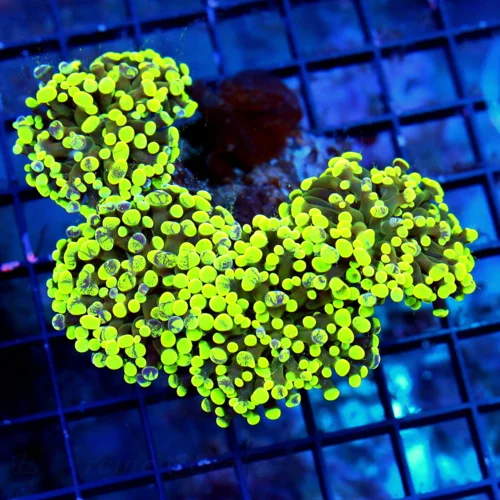 WYSIWYG 5.5X5.5 ULTRA ULTRA LEMON LIME GREEN AND BLUE SPLASHED XL INDO FAT TIP BRANCHING HAMMER-AWESOME! live coral for sale - Extreme Corals