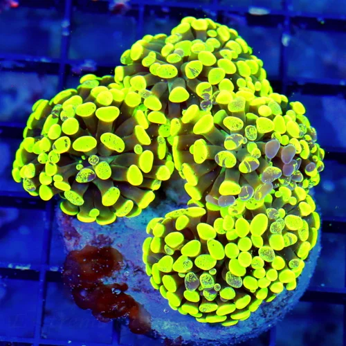 WYSIWYG 4.5x4.5 ULTRA ULTRA LEMON LIME GREEN AND BLUE SPLASHED XL INDO FAT TIP BRANCHING HAMMER-AWESOME! live coral for sale - Extreme Corals