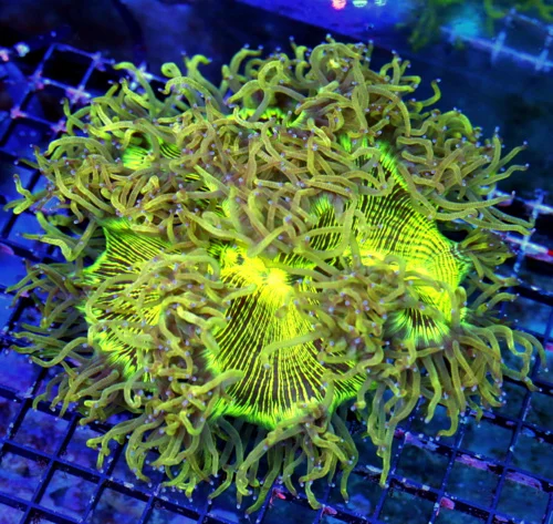 WYSIWYG 7X7 HANDPICKED BY SCOTT SUPER NEON YELLOW BLUE TIPPED ULTRA COLORED ULTRA ELEGANCE live coral for sale - Extreme Corals