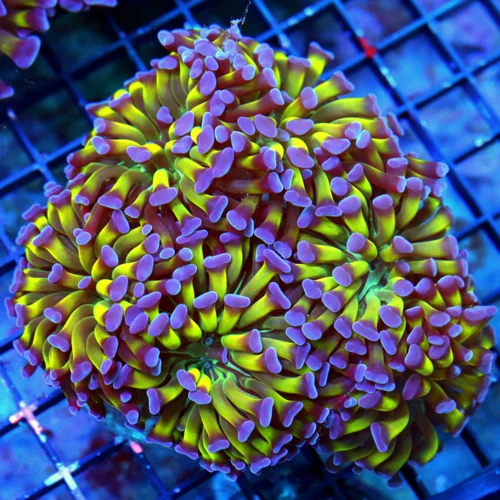 WYSIWYG 5.5X5.5 ULTRA COLORED BRANCHING HAMMER SUPER PURPLE TIPPED ULTRA NEON TOXIC GREEN TENTACLED live coral for sale - Extreme Corals