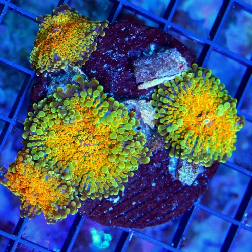 WYSIWYG 4X4 ULTRA GRADE AWESOME MULTICOLORED ORANGE RICORDEA YUMA MUSHROOM COLONY!! live coral for sale - Extreme Corals