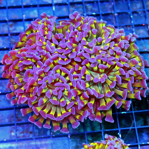 WYSIWYG 5.5X5.5 XLULTRA COLORED BRANCHING HAMMER SUPER PURPLE TIPPED ULTRA NEON TOXIC GREEN TENTACLED STUNNI live coral for sale - Extreme Corals
