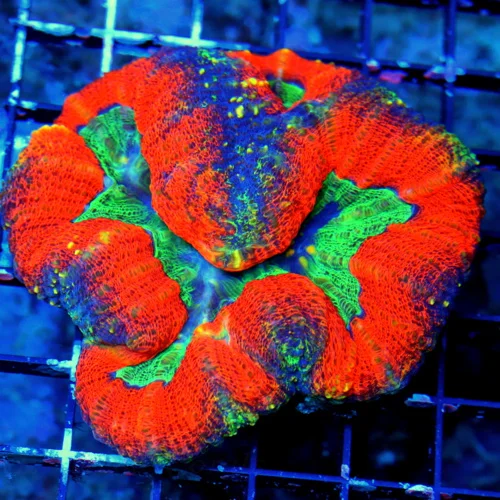 WYSIWYG 4.5X4.5 MULTICOLORED NEON ORANGE AND PURPLE GREEN EYED ULTRA COLORED AUSSIE LOBOPHYLLIA live coral for sale - Extreme Corals