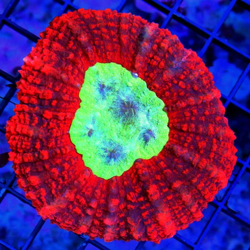 WYSIWYG 4.5x4.5 SUPER SUPER NEON RED ULTRA lIME GREEN AND BLUE CENTER ULTRA CARPET LOBOPHYLLIA live coral for sale - Extreme Corals