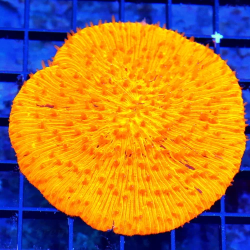 WYSIWYG 4.5X4.5 ULTRA ULTRA ORANGE FLAMETIP MELTING POT INDO PLATE CORAL-INCREDIBLE COLOR!! live coral for sale - Extreme Corals