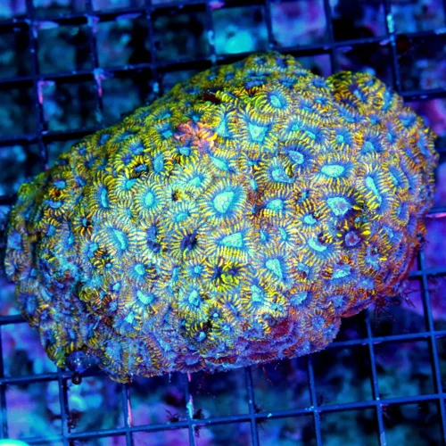 WYSIWYG 5X4 ULTRA FAVIA-HANDPICKED BY SCOTT ULTRA COLLECTORS ITEM INDO FAVIA-THIS IS FABULOUS live coral for sale - Extreme Corals
