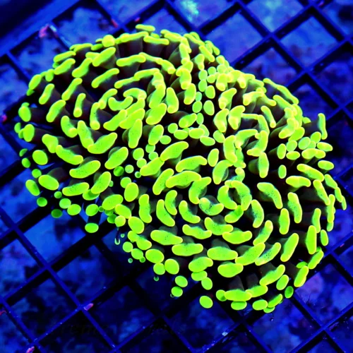 WYSIWYG 4.5X3.5 BRANCHING HAMMER-TOXIC NEON GREEN ULTRA COLORED BRANCHING HAMMER-PERFECT SIZE SHAPE AND COLO live coral for sale - Extreme Corals