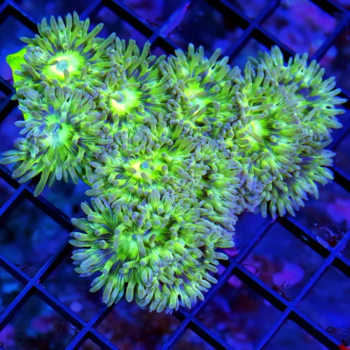 WYSIWYG 4.5X4 VERY VERY NICE PURPLE TENTACLED NEON LIME GREEN AUSSIE DUNCANSAMNIA live coral for sale - Extreme Corals