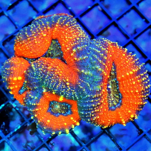 WYSIWYG 4.5X3.5 ULTRA LOBOPHYLLIA SUPER SUPER NEON ORANGE RINGED ULTRA COLORED AUSSIE LOBOPHYLLIA live coral for sale - Extreme Corals