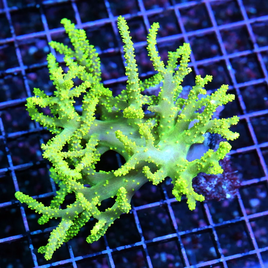 WYSIWYG 6X6 SUPER NEON NEON ULTRA YELLOW PERFECT LARGE SINULARIA SPAGHETTI LEATHER live coral for sale - Extreme Corals