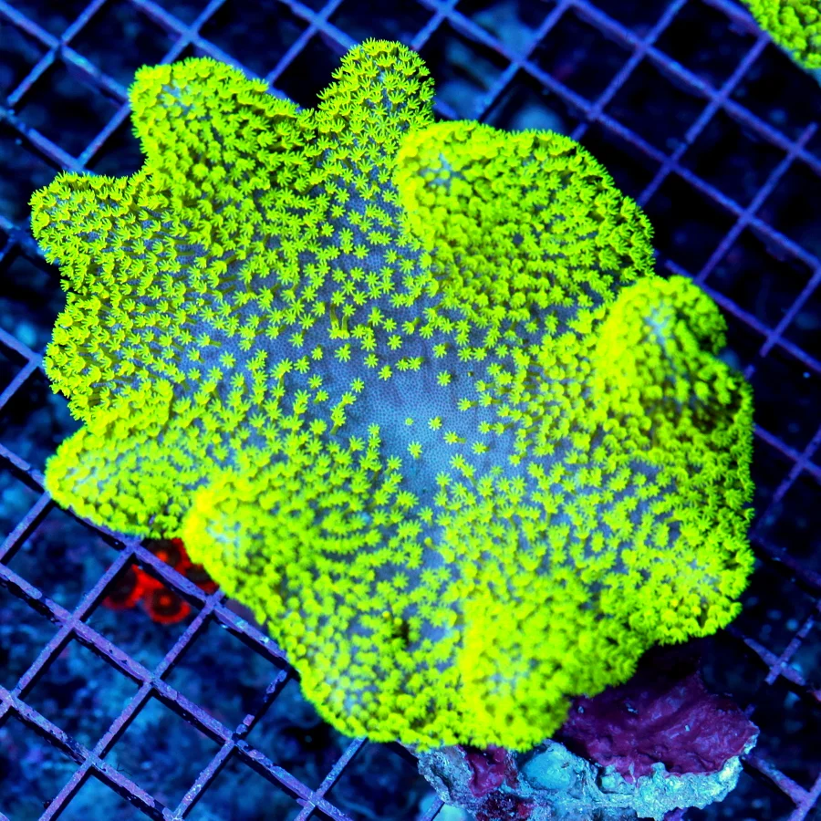 WYSIWYG 6X5 XL GLOW IN THE DARK ULTRA GREEN AND PURPLE AUSSIE CROWN LEATHER-SPECTACULAR! live coral for sale - Extreme Corals